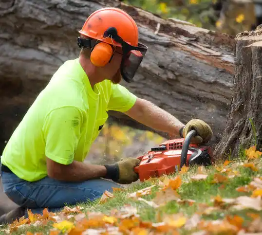 tree services Belfield